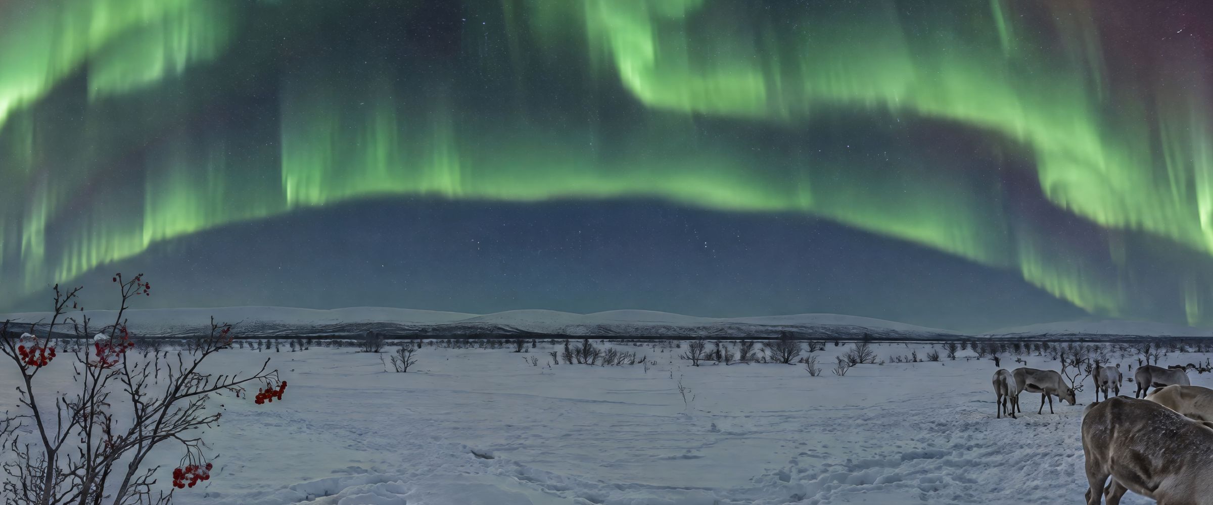 Green curtains of northern lights arch over a snow plateau at night; a pale tent glows from inside and reindeer graze across the snow.